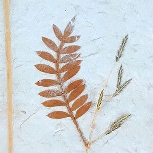 AFRICAN GRASSES  Home Decor Wall Art Oak Frame Madagascar Botanical